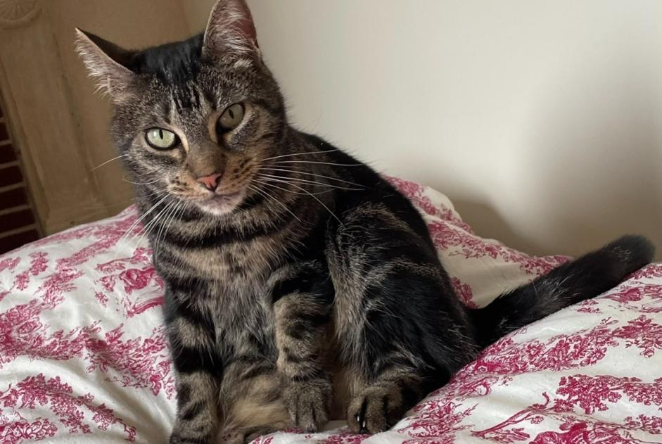 Vermisstmeldung Katze  Weiblich , 8 jahre Arcomps Frankreich