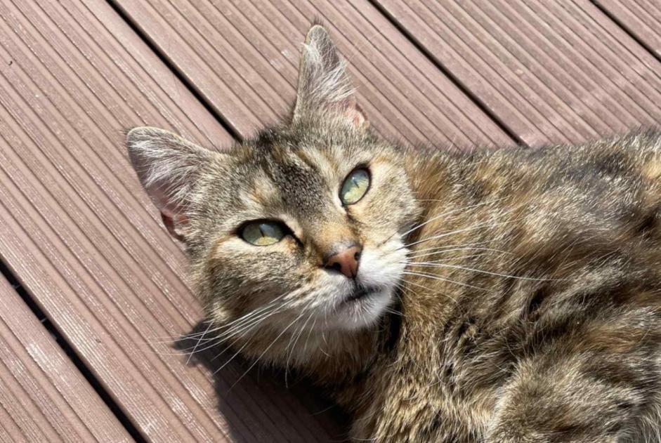 Disappearance alert Cat Female , 8 years Saint-Palais France