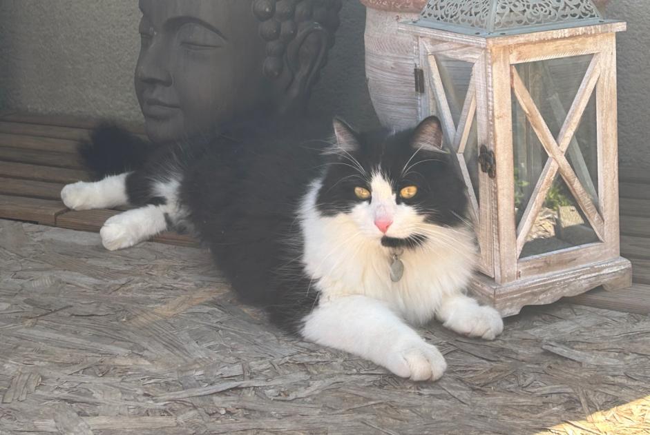 Alerte Disparition Chat croisement  Mâle , 4 ans Trouy France