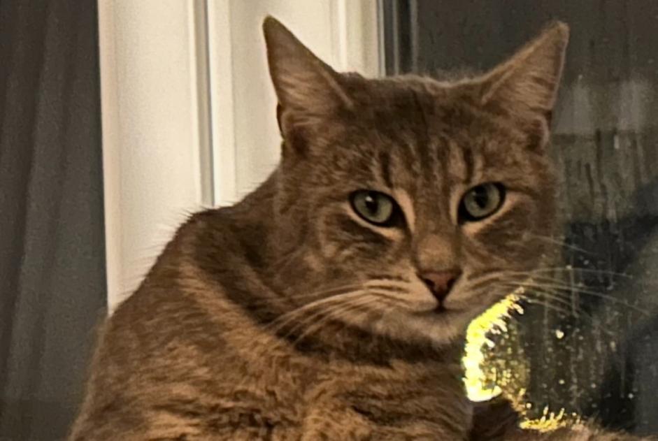 Alerte Disparition Chat Mâle , 2 ans Bourges France Alerte Disparition Chat Mâle , 2 ans Bourges France
