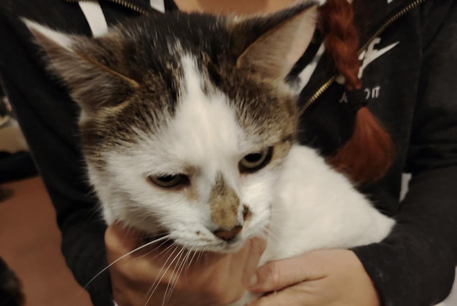 Alerte Découverte Chat Femelle Morogues France Alerte Découverte Chat Femelle Morogues France