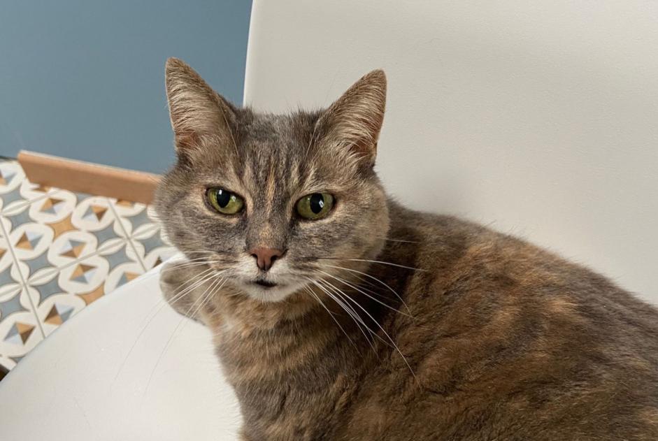 Alerte Disparition Chat croisement  Femelle , 16 ans Menetou-Salon France