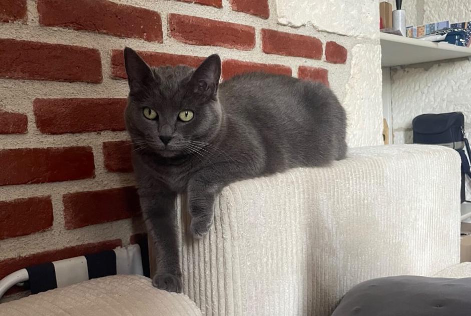 Alerta desaparecimento Gato cruzamento  Fêmea , 6 anos Saint-Doulchard France